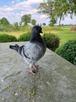 3 jonge kipduiven 2023 te koop