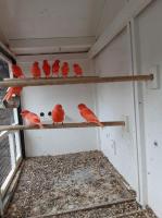 Zwart-rood(mozaiek), rood, roodivoor
