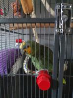 Lieve handtamme geelkopamezone 