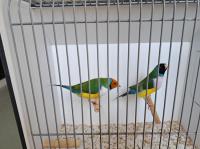 Gouldamadines Gouldamadines