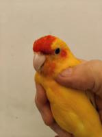 Goudgele (oranje) kakariki's Goudgele (oranje) kakariki's