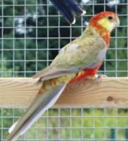 Stanley rosella mutatie Stanley rosella mutatie