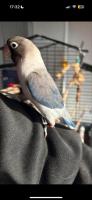 Coco en Zazu (tam) prijs bespreekbaar 