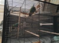 2 pyrrhura's 2 pyrrhura's